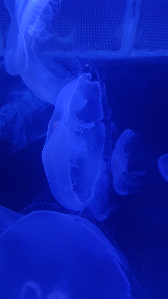 Jellyfish Nursery Taken in the Mote Marine Laboratory and … Flickr