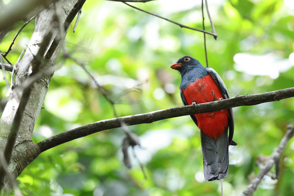 Trogon de masséna, Slatytailed trogon Pipeline Road (Cami… Flickr