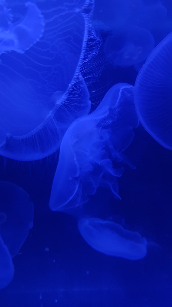 Jellyfish Nursery Taken in the Mote Marine Laboratory and … Flickr