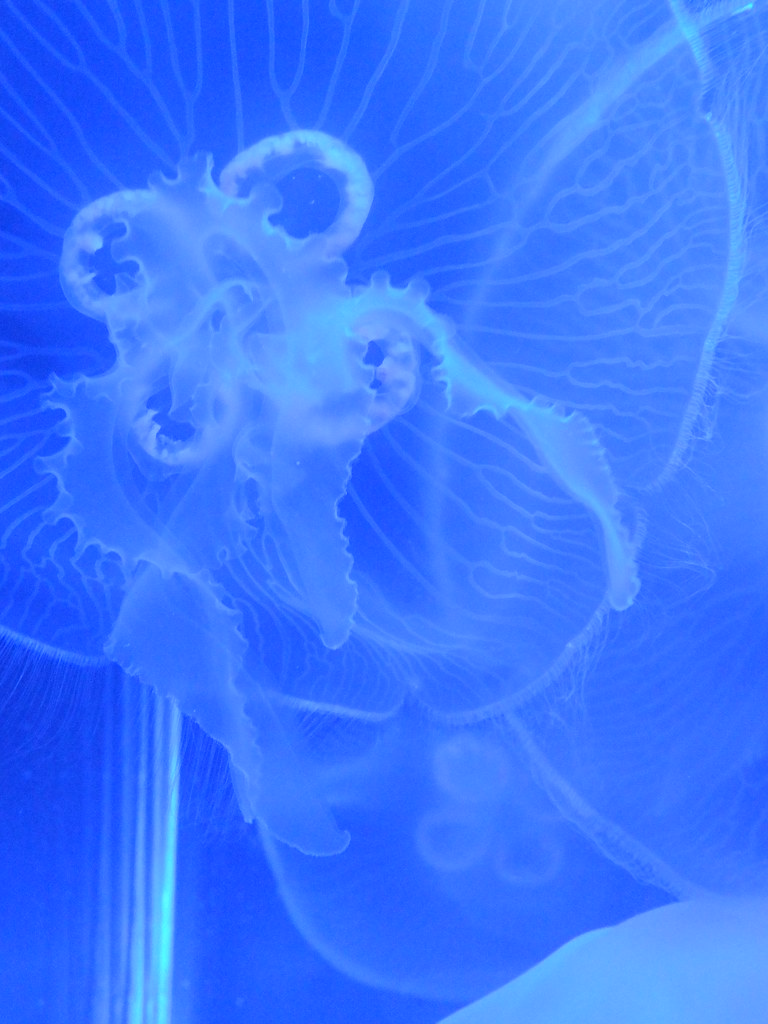Jellyfish Nursery Taken in the Mote Marine Laboratory and … Flickr