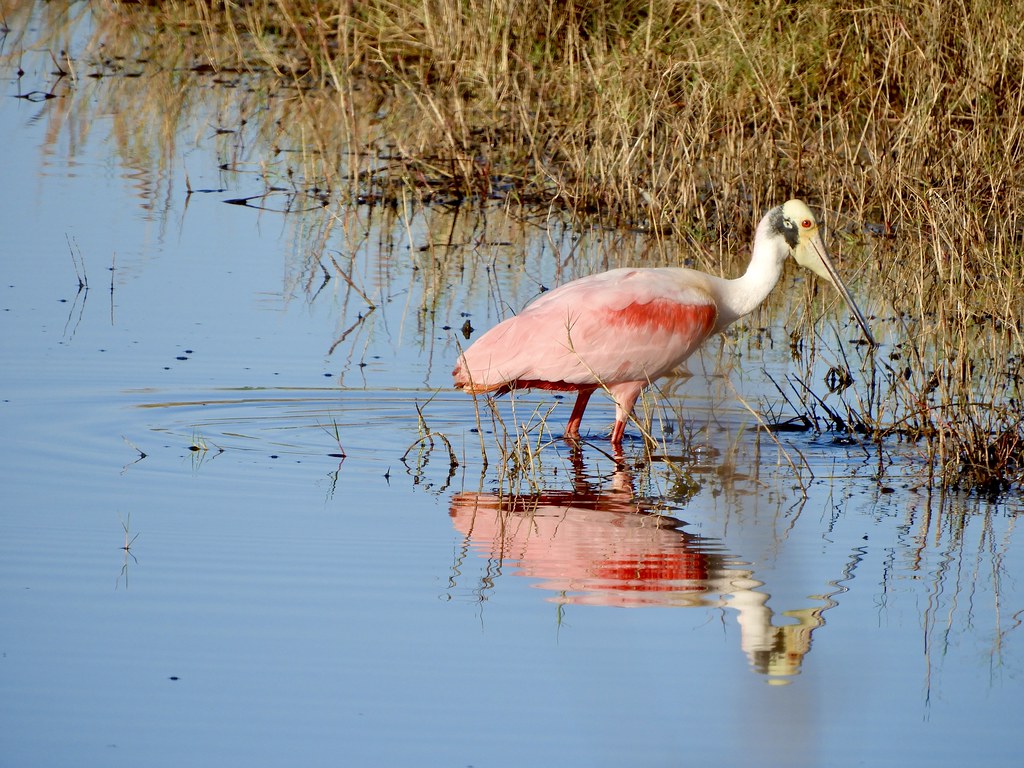 Black Point Wildlife Drive, Titusville, Florida 6/12/22 Flickr
