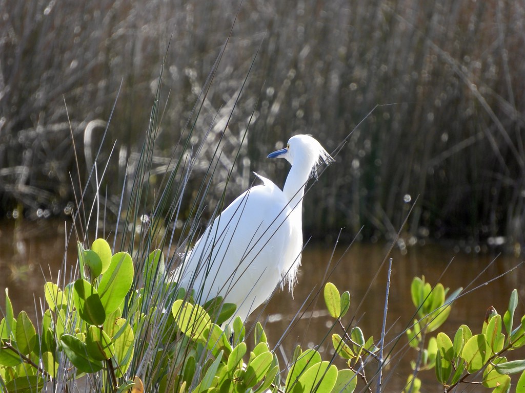 Black Point Wildlife Drive, Titusville, Florida 3/12/22 Flickr