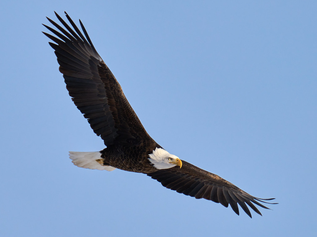 Bald Eagle in Flight Des Moines River, below the Center St… Flickr