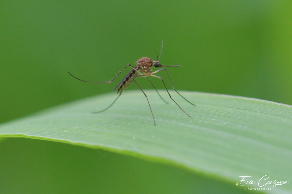 Aedes cinereus (Moustique) Pointe, PointeYamachiche, Québ… Flickr