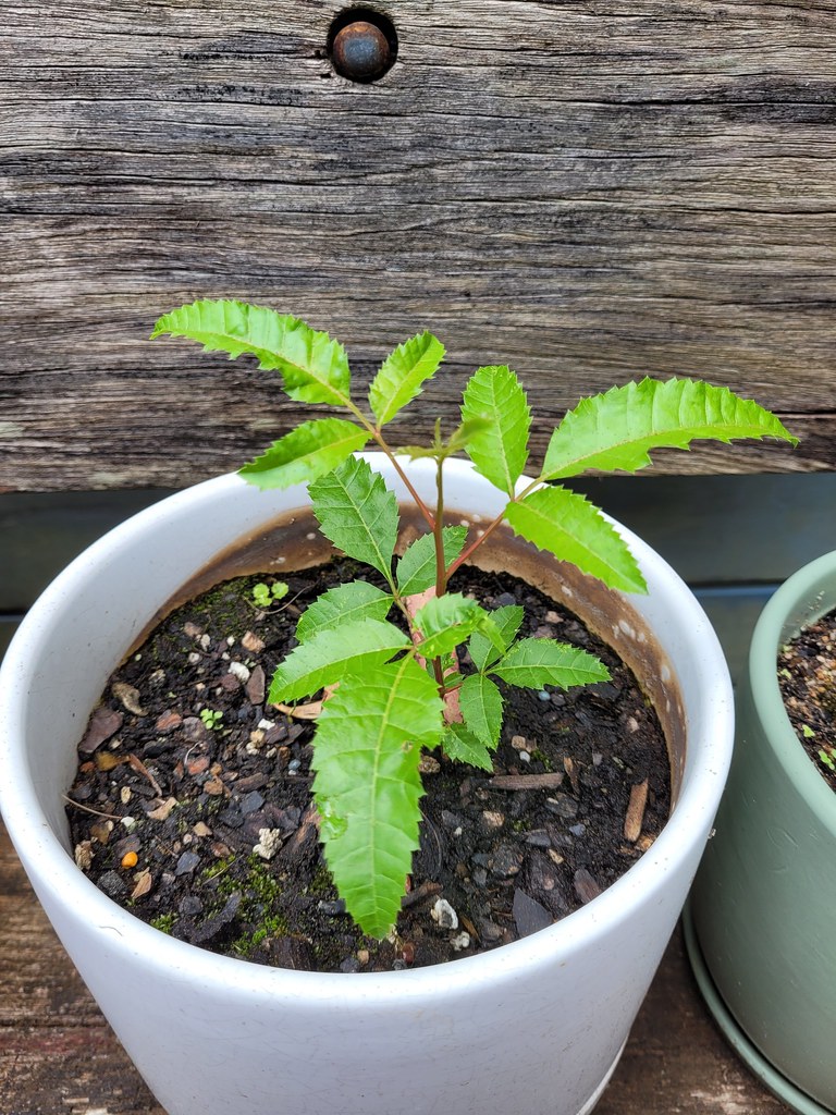 Brazilian Pepper Tree Schinus terebinthifolia, invasive we… Flickr