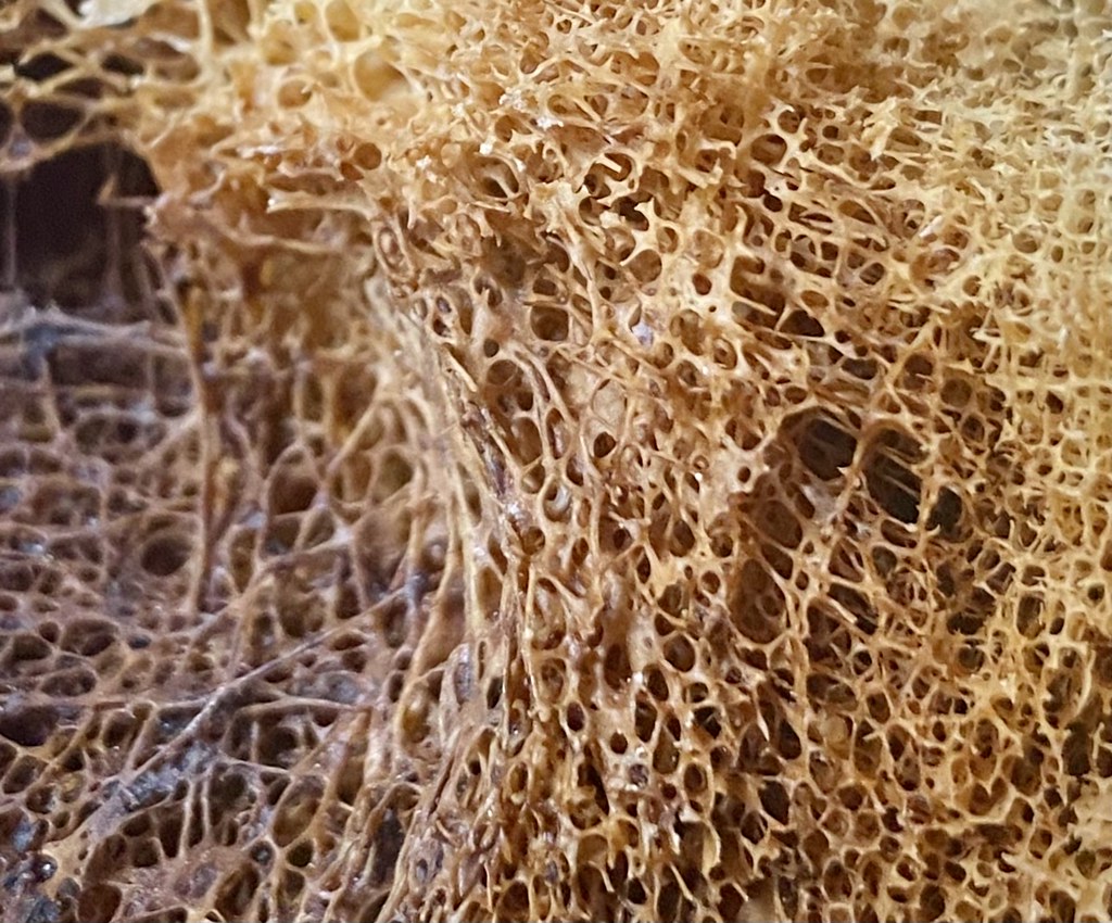 Cattle Bone Marrow After cutting a cow bone, the cavities … Flickr