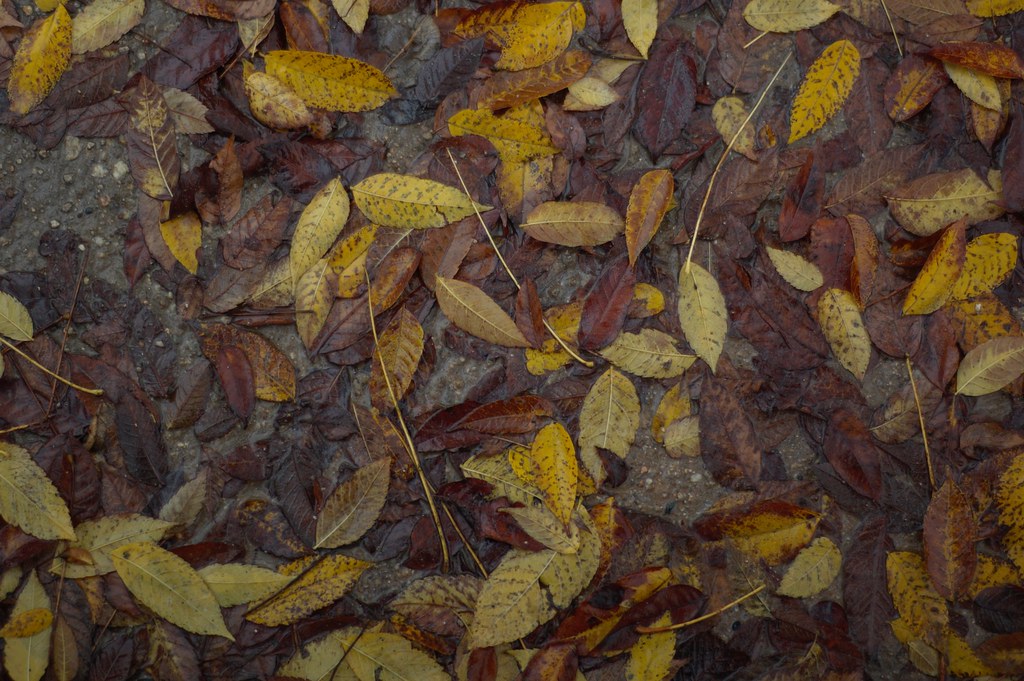 DSC_1794 Kennard Robinson Flickr