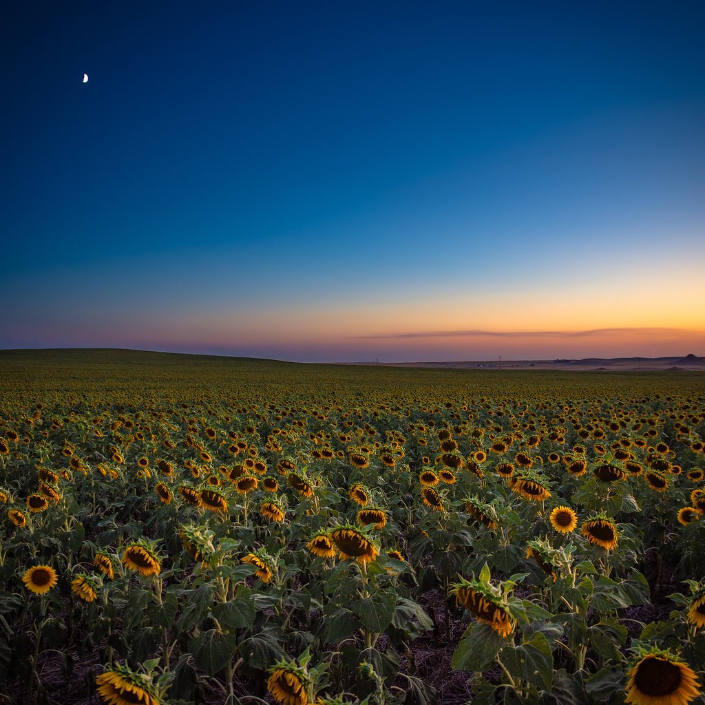 Sunflowers by Moonlight Rural Morton County Christy Brucks Flickr