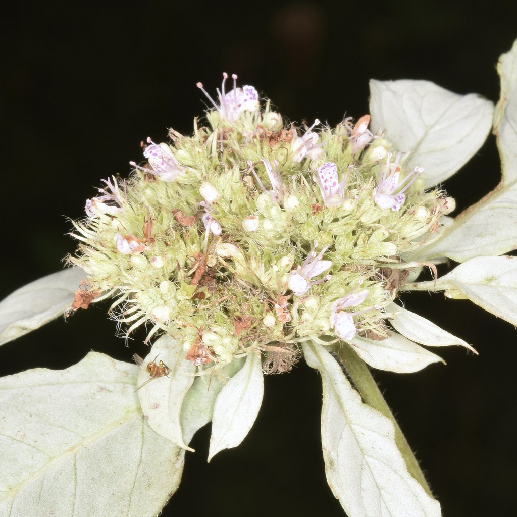 Whiteleaf Mountain Mint Pycnanthemum albescen Christina Butler Flickr