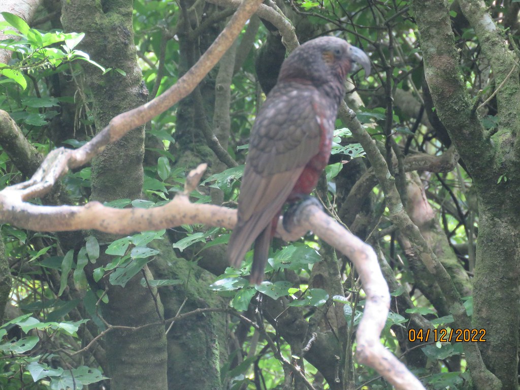 25 Kaka Zealandia Wellington North Island New Zealand Dai Stacey