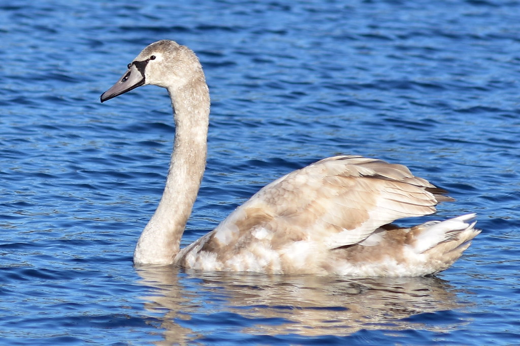 2833 Young Swan River. jack cottone Flickr