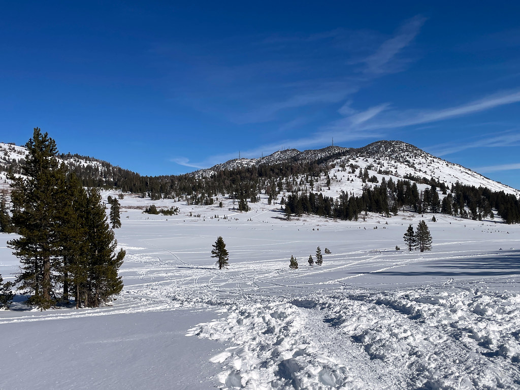 Chickadee Ridge snowshoe Only one chickadee came down to g… Flickr