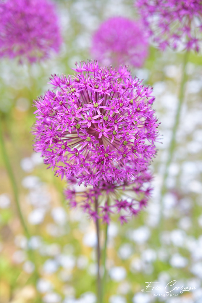 Fleur / Flower SaintRochdesAulnaies, QC, Canada Eric Carignan