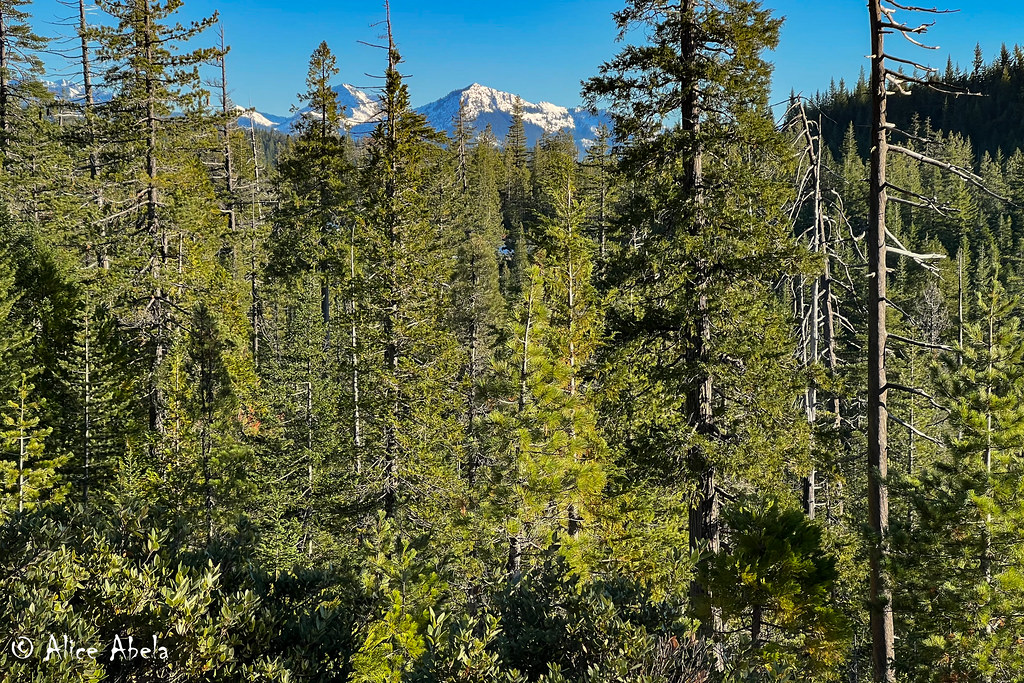 Habitat Wimer Road, Oregon Alice Abela Flickr
