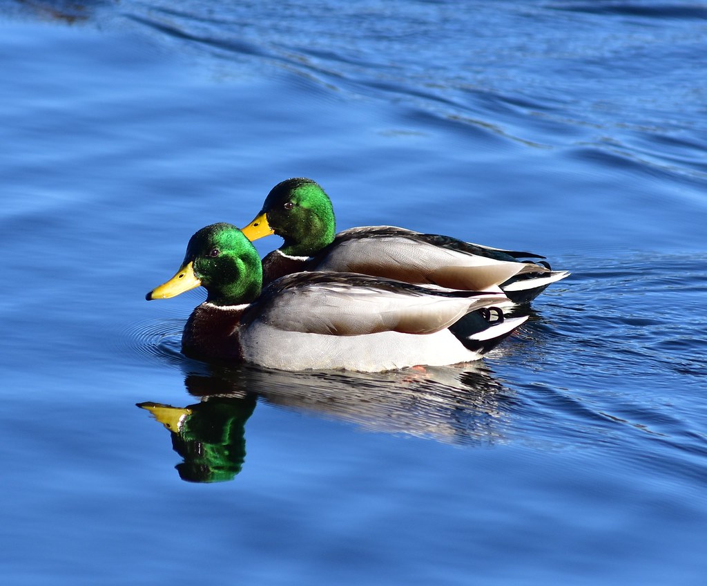 2587 Male Mallards River. jack cottone Flickr