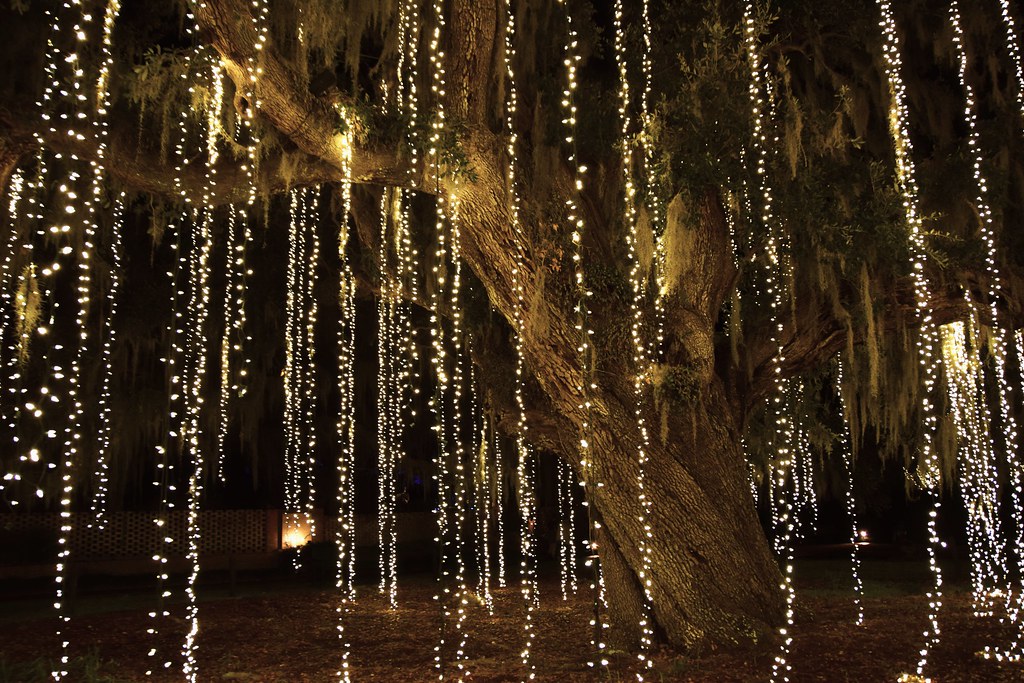 Live Oak Allée (Nights of a Thousand Candles). Brookgreen … Flickr