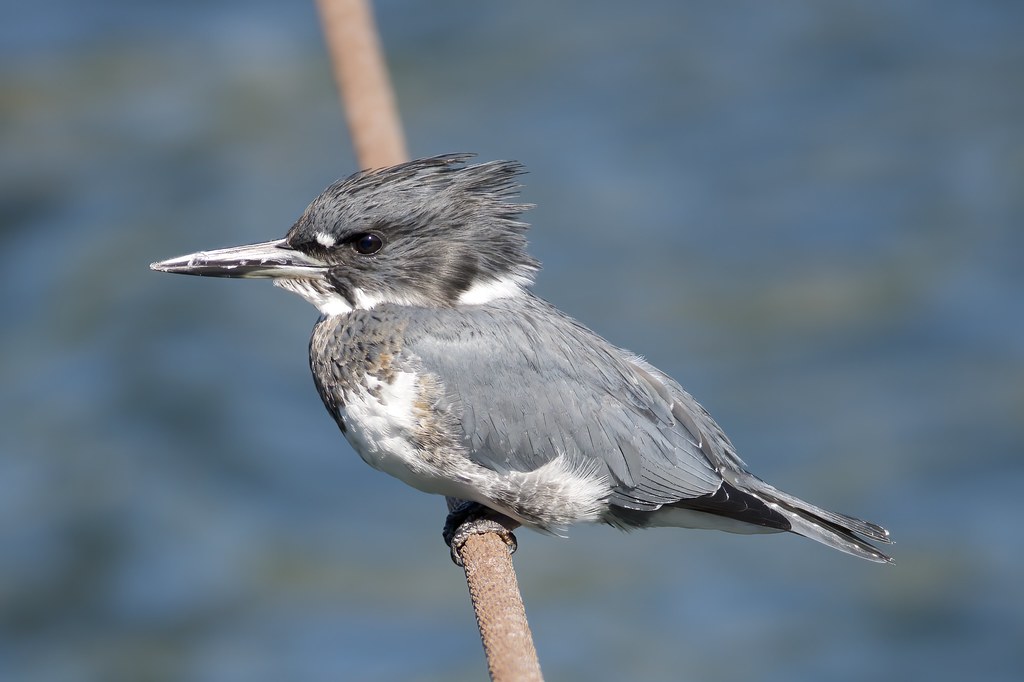 Belted Kingfisher, Seattle Washington Tim Jensen Flickr