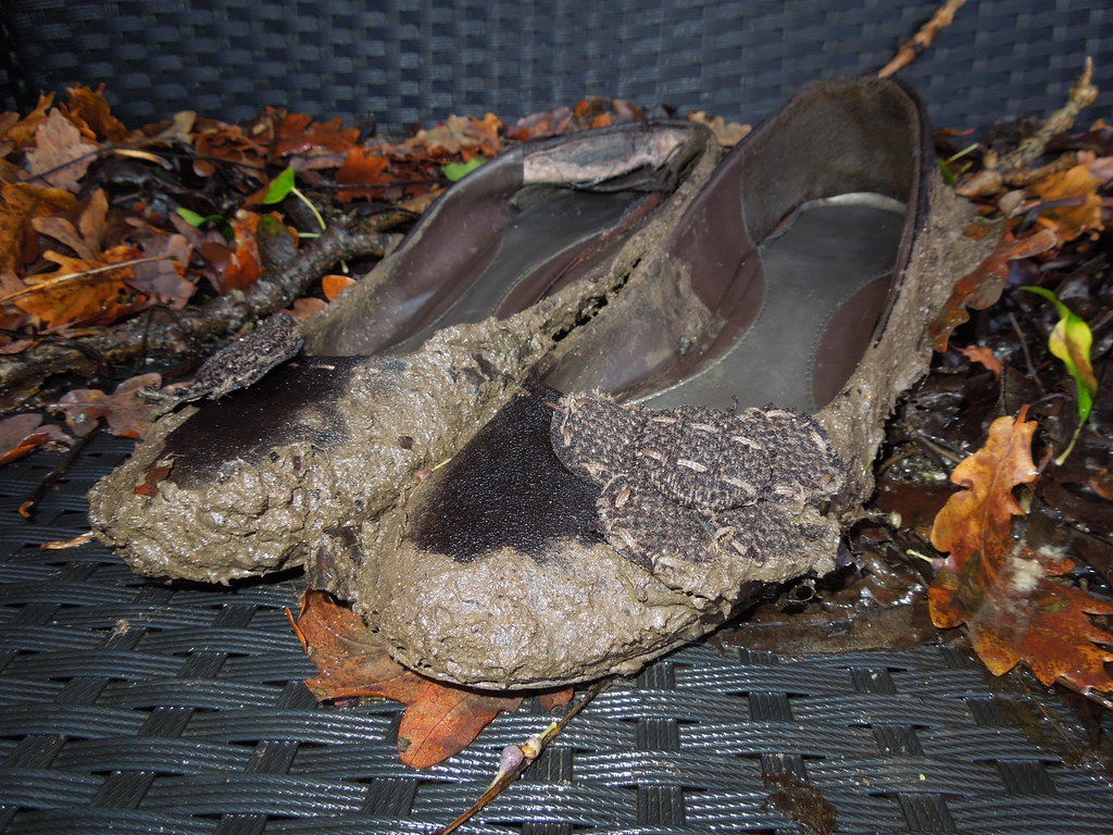 Rain Soaked Shoes CS Flickr