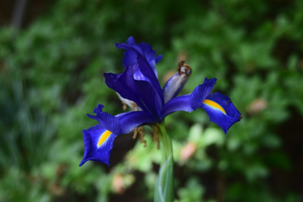 DSC_0011 Karen Harrison Flickr