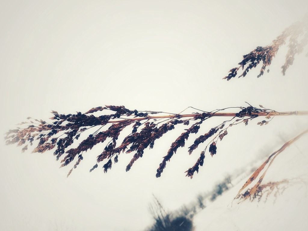 Lion's Head Wendy ChappellDick Flickr