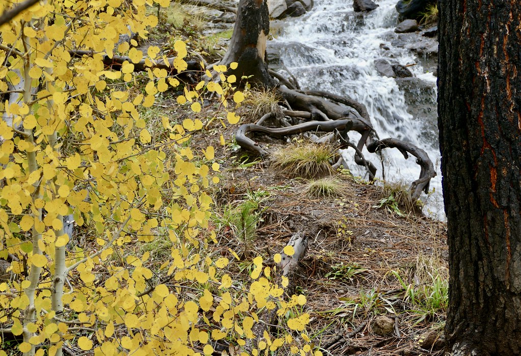 Elements of nature Near Eagar, AZ Art by Bart Flickr