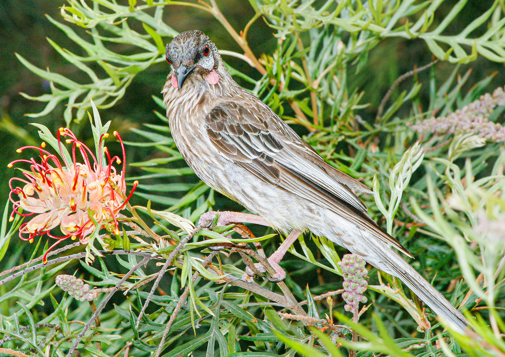 Australian wattle bird Anthochaera carunculata Wattle bird… Flickr