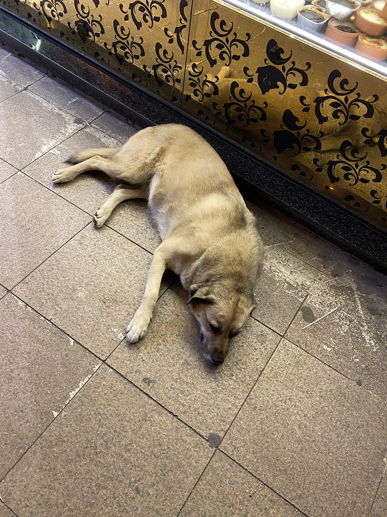 Beautiful stray dogs of Istanbul M G Flickr