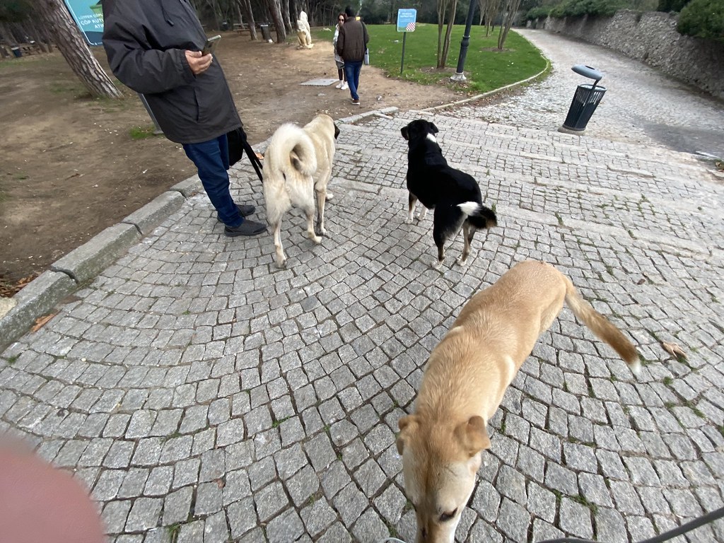 Beautiful stray dogs of Istanbul M G Flickr