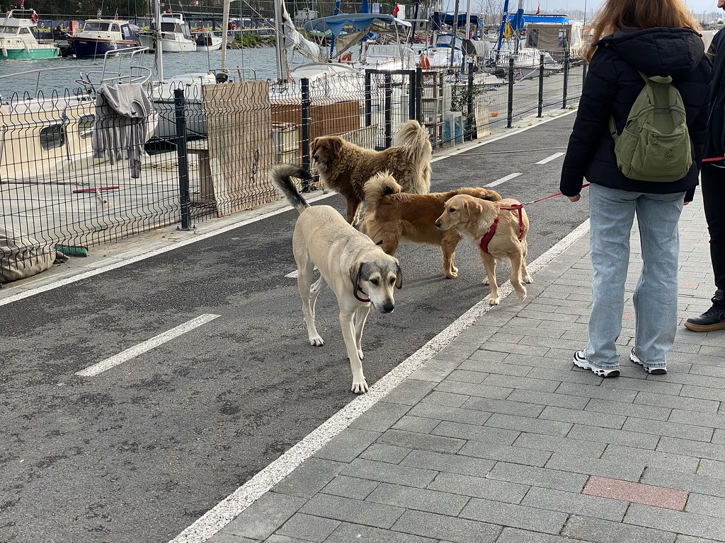 Beautiful stray dogs of Istanbul M G Flickr