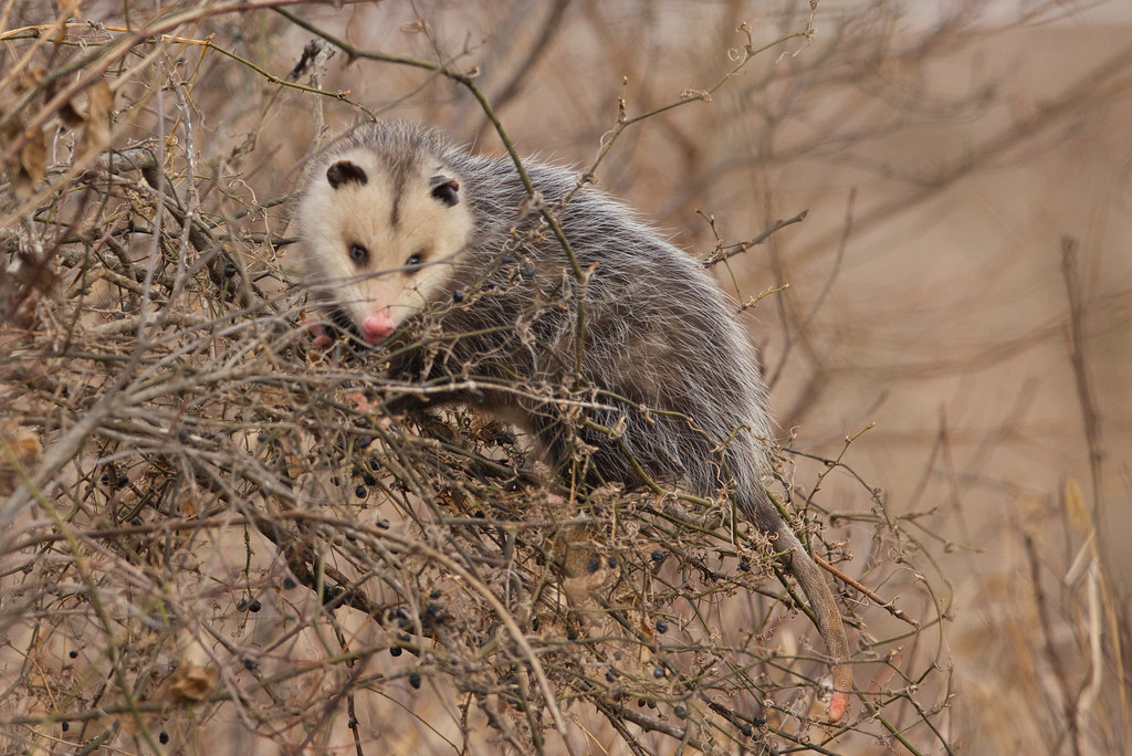 Opossum Last winter I came across an opossum on the same r… Flickr
