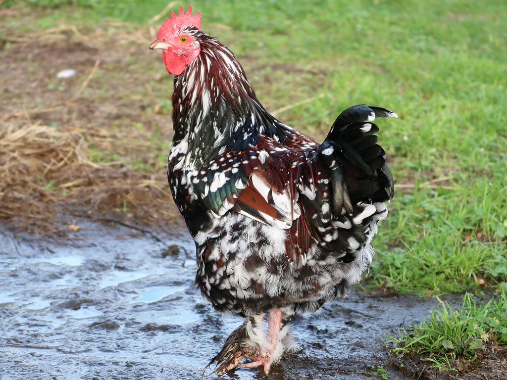 Farmyard chicken This chicken was one of many roaming free… Flickr