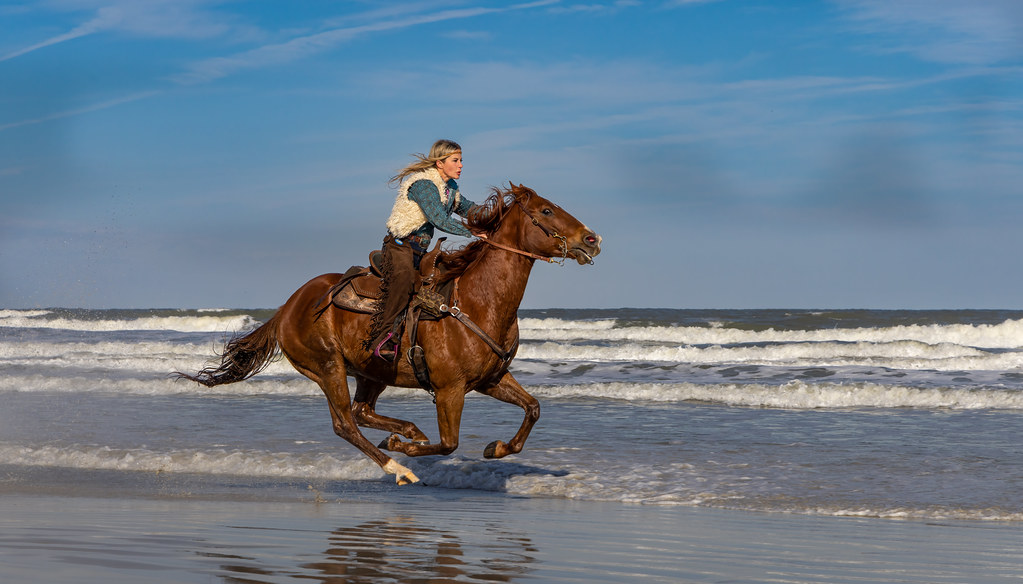 Horses on St. Augustine Beach FL Stan in FL Flickr