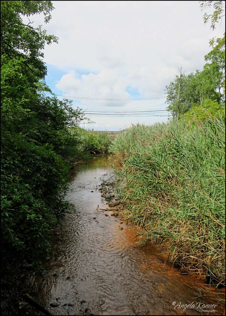 Rusty... Taken at the Cold Spring Harbor Fish Hatchery... angela kanner Flickr
