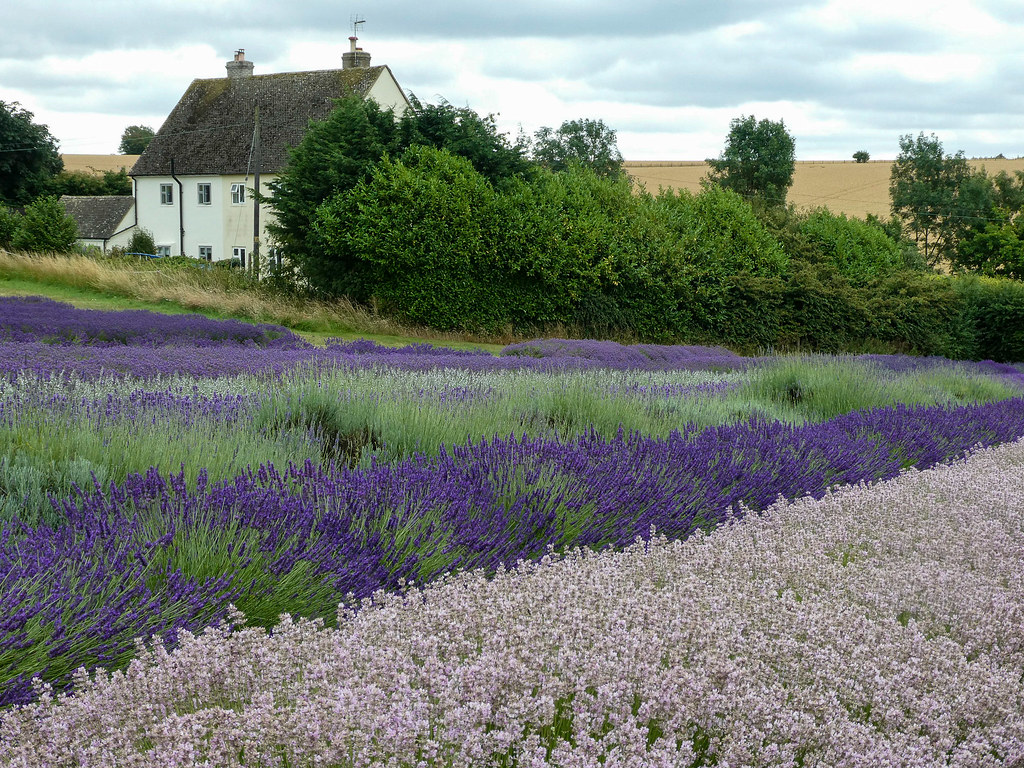 Cotswold Lavender Snowshill anthsnap! Flickr