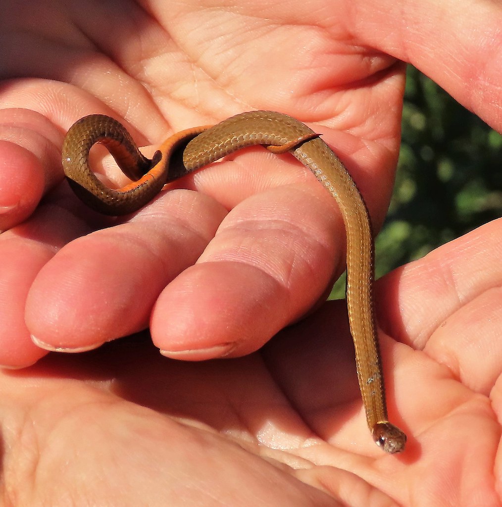 Little Brown Snake Bruce G Beckwith Flickr