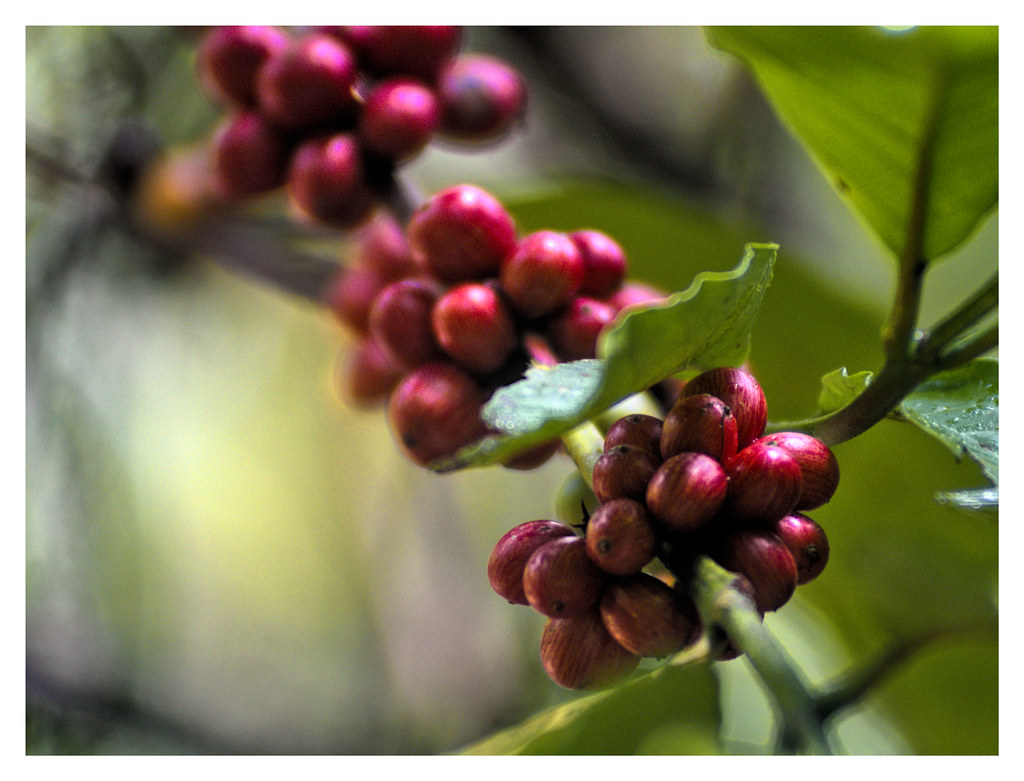 Coffee Berries S P Flickr