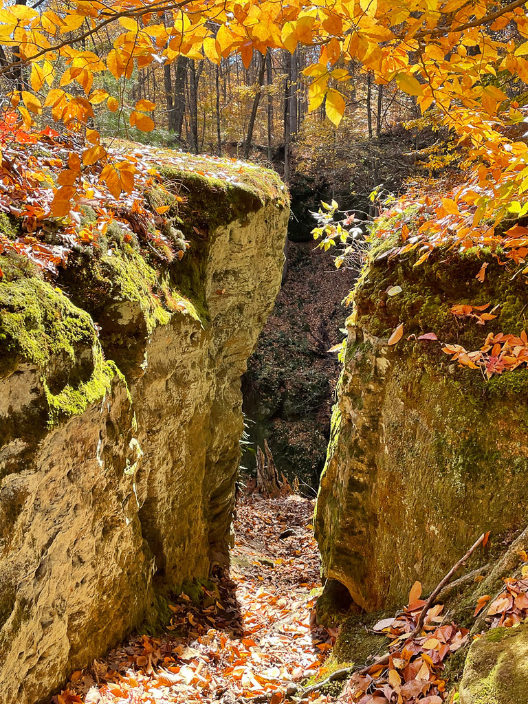 Fern Cliff Nature Preserve Cindy Leffelman Flickr