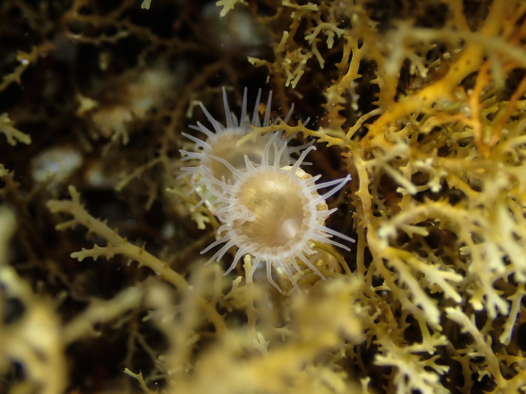 Isaurus tuberculatus (cornichon de mer) Bassin bleu FloT974 Flickr