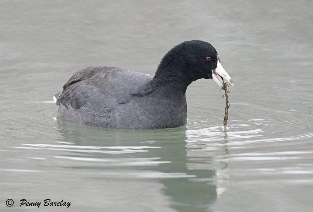 American Coot Another rare winter visitor for Ottawa. Penny Barclay