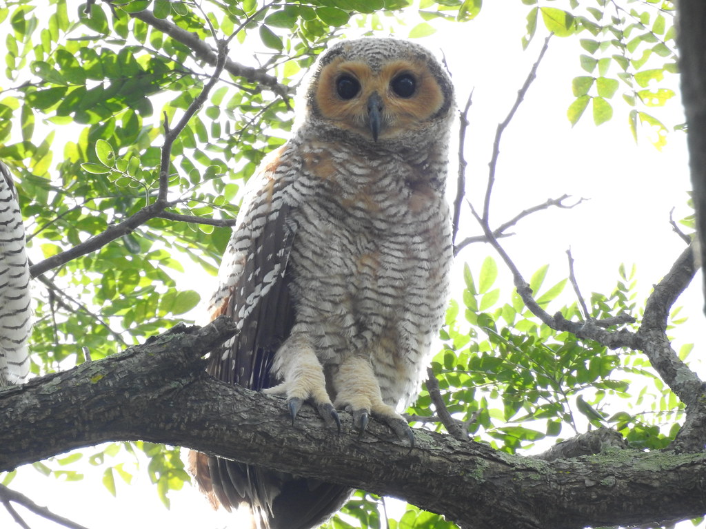 Spotted wood owl juvenile Siying Tan Flickr