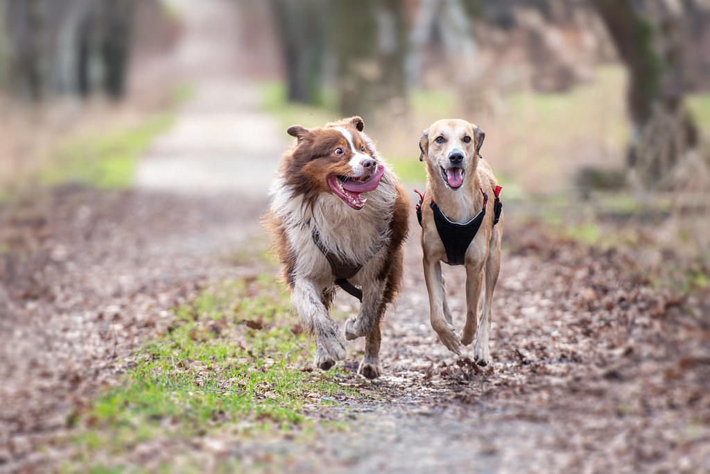 Australian Cattle Dog Weight+Growth Chart 2024 - How Heavy Will My