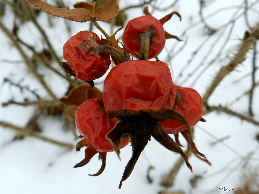 FRUITS DU ROSIER GELÉS // FREEZING ROSE HIPS BONNE JOURNÉE… Flickr