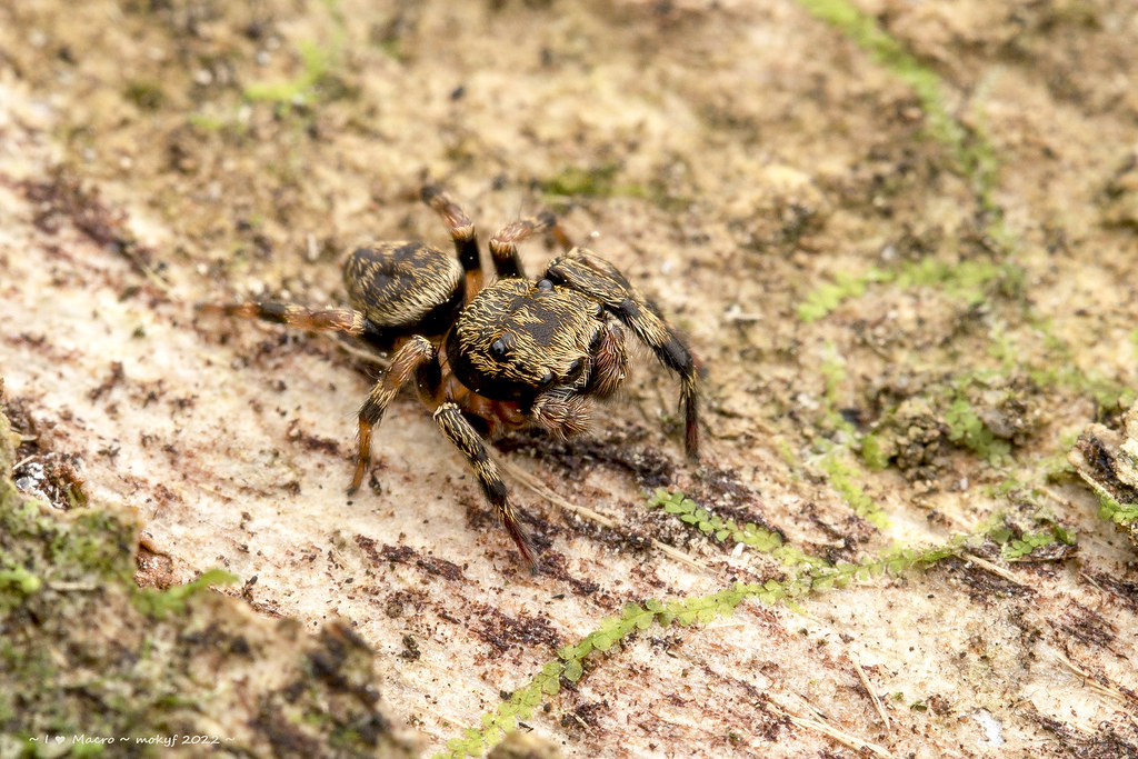 Female Golden Tree Trunk Jumping Spider Orcevia sp. B Flickr