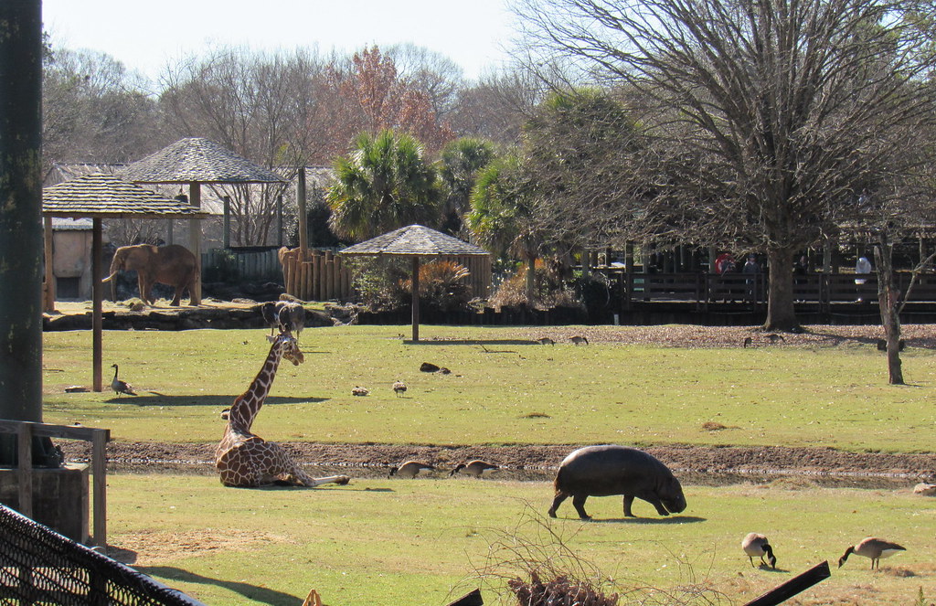Montgomery Zoo heights.18145 Flickr