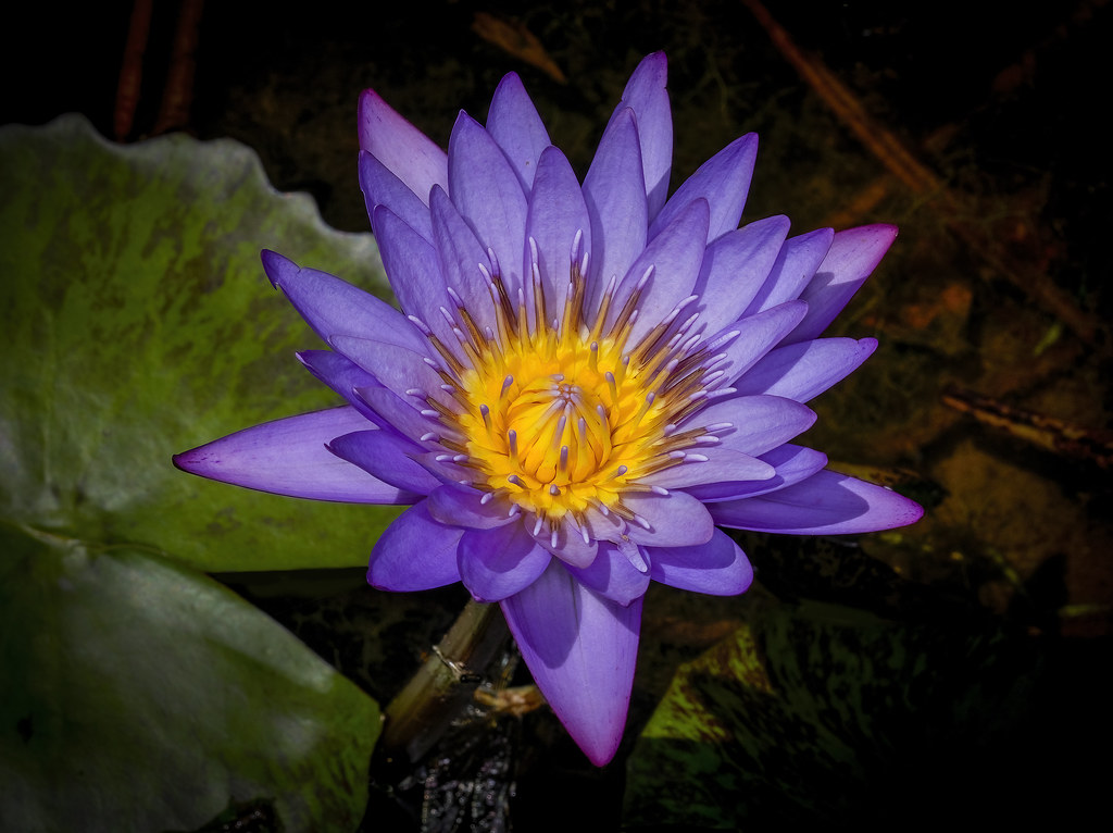 Purple Water Lily Wallis Creek Water Gardens at Mullbring,… Loraine