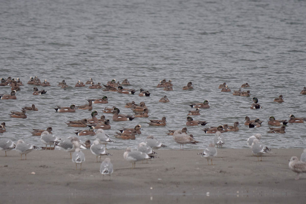 American_Wigeon_Mew_Gull1844143 Driftwood Key, Hansville,… Flickr