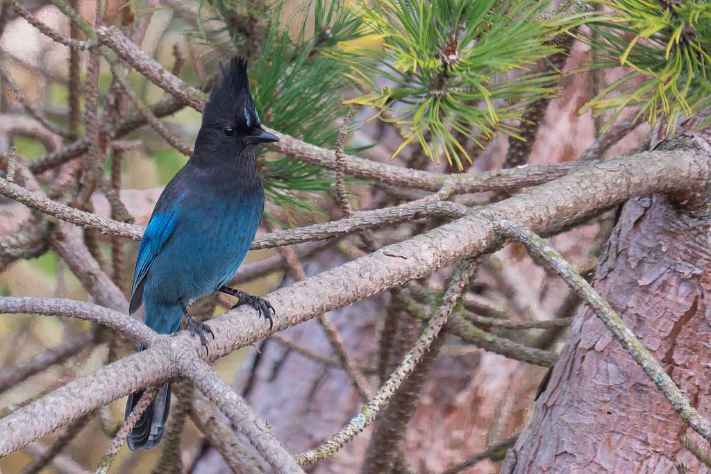 Steller's_Jay1844236 Driftwood Key, Hansville, Kitsap Co,… Flickr
