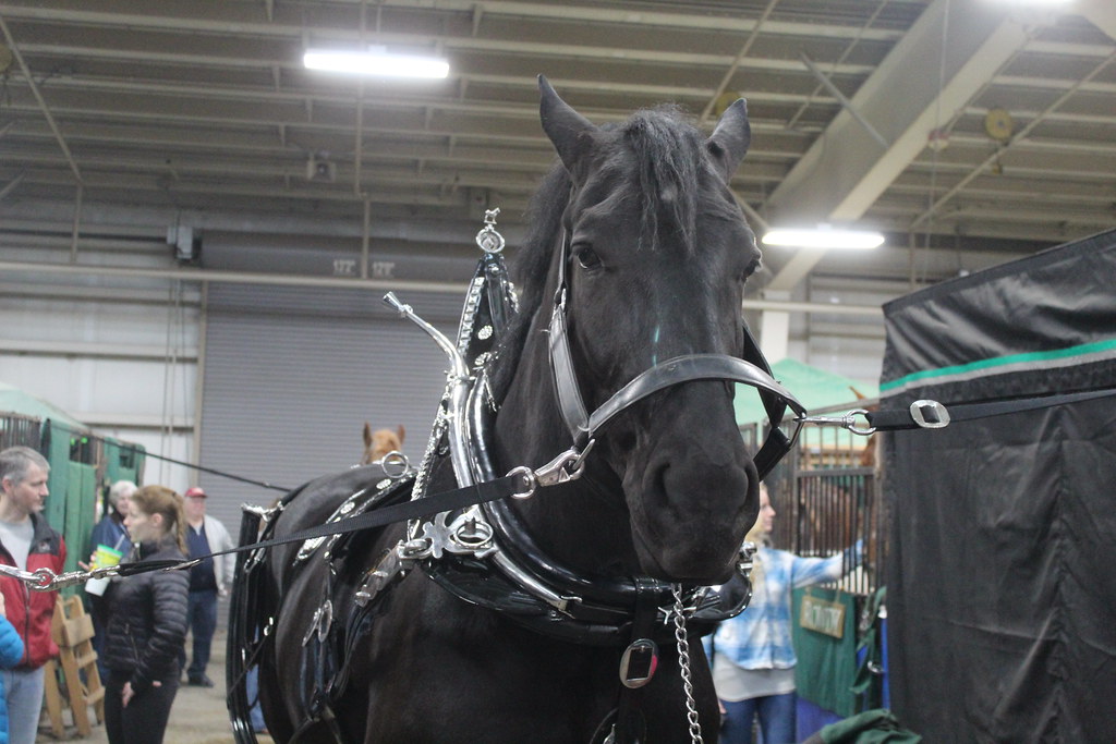 2023 Draft Horse Talks in the Equine Barn Flickr