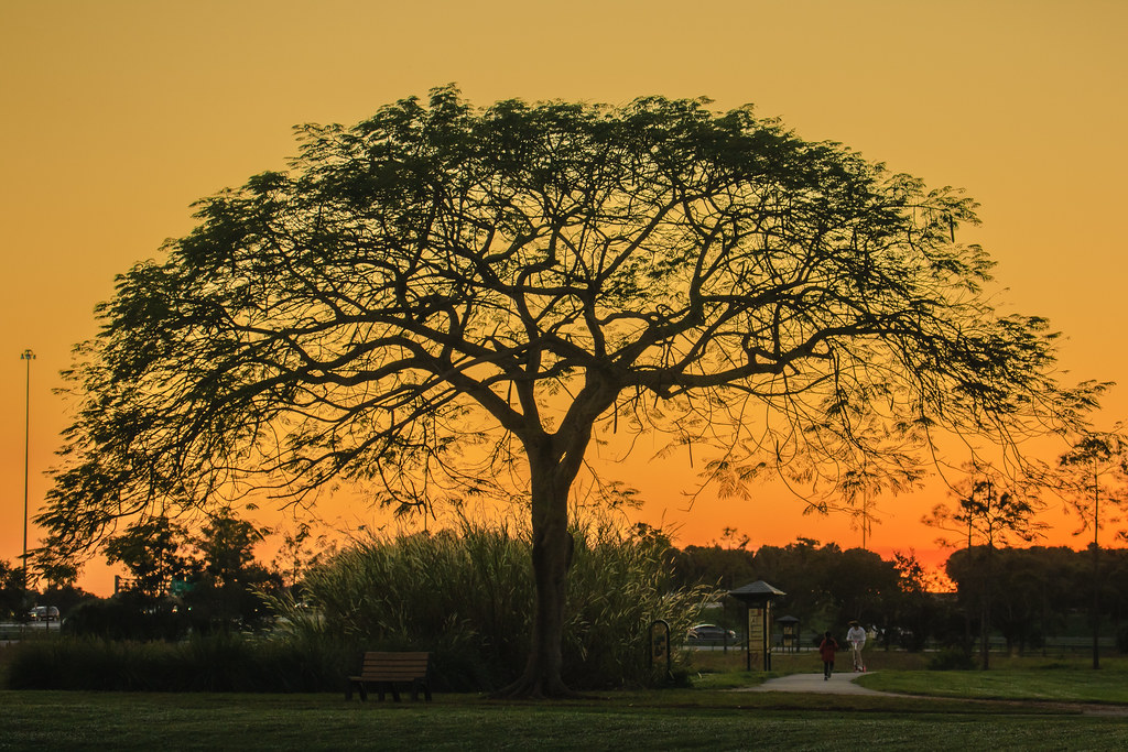 Winter Sunset Silhouette of Royal Poinciana in Vista View Flickr