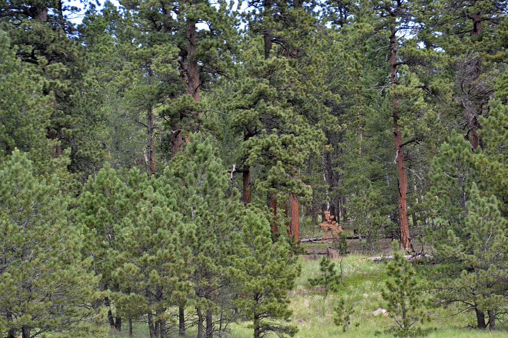 Ponderosa Pines Ponderosa Pines are distinguished by their… Flickr